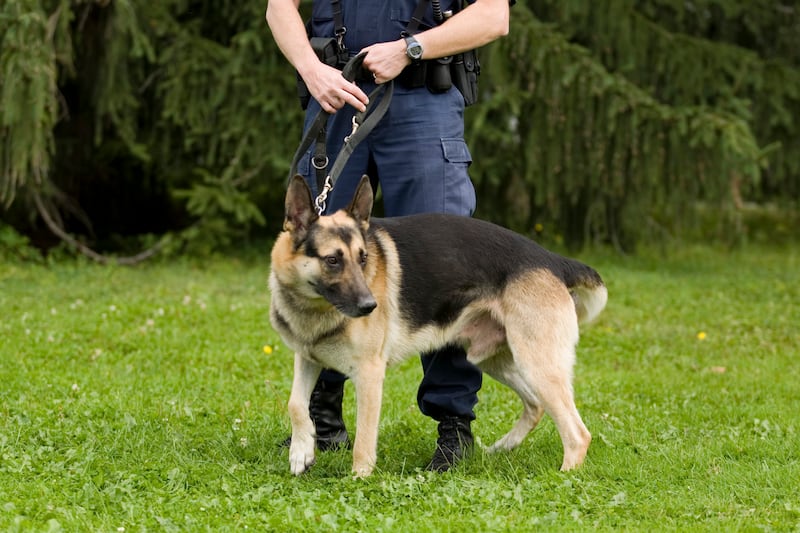 articles/2013/11/14/dog-orders-cavity-search-lawsuits-ensue/131113-dog-anal-probing_kiovzx